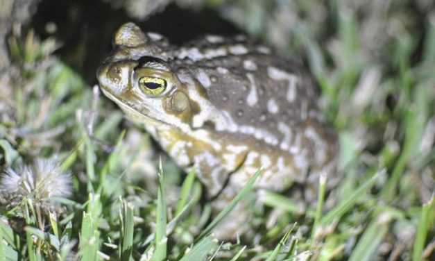 Anfibios y mamíferos comparten mecanismos cerebrales para orientarse en el espacio