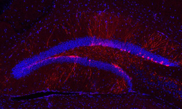 Un estudio argentino reveló cómo un neurotransmisor potencia las conexiones neuronales