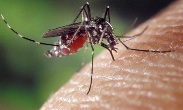 Los niños son tan buenos como un experto para enseñar sobre dengue a los padres