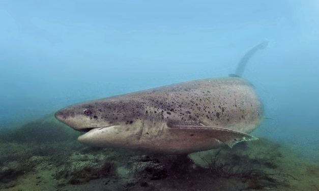 ¿Riesgo irreversible en el fondo del mar? La sobrepesca amenaza seriamente a los tiburones de aguas profundas