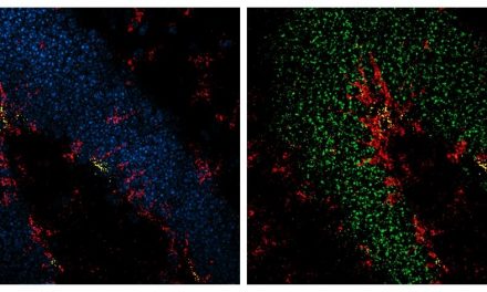 Elaboran un mapa molecular detallado del camino que sigue una célula madre del cerebro adulto hasta convertirse en una neurona madura