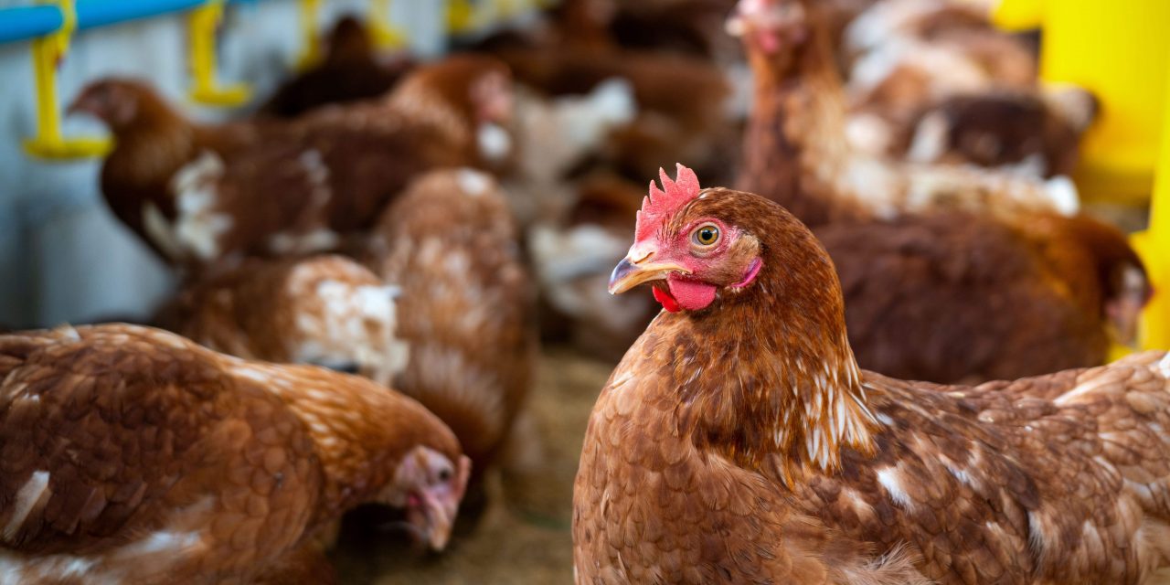 Amenaza ambiental y para la salud: demuestran la relación entre el uso de antibióticos para la cría de aves de corral y el riesgo en suelos productivos argentinos