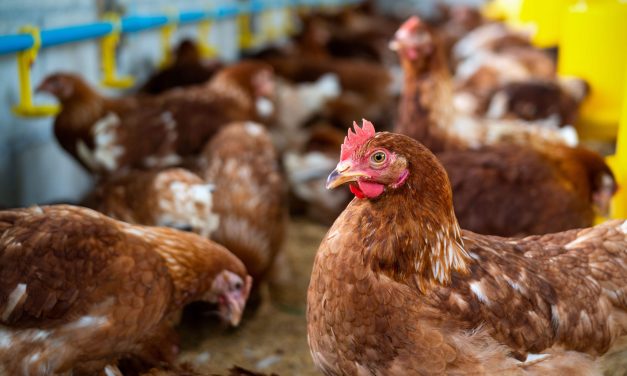 Amenaza ambiental y para la salud: demuestran la relación entre el uso de antibióticos para la cría de aves de corral y el riesgo en suelos productivos argentinos