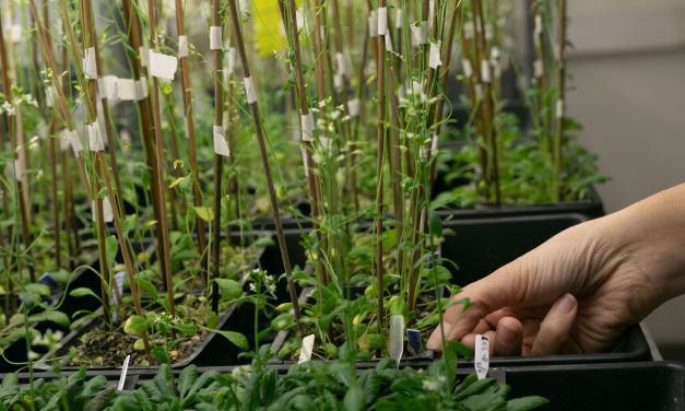 Alertan sobre las desventuras de quienes investigan sobre biología vegetal en el Sur Global