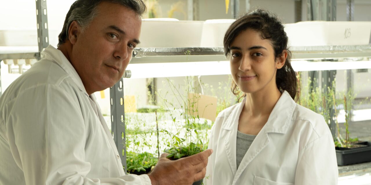 Determinan cómo las plantas expresan los genes necesarios para mejorar la absorción de agua y nutrientes a bajas temperaturas