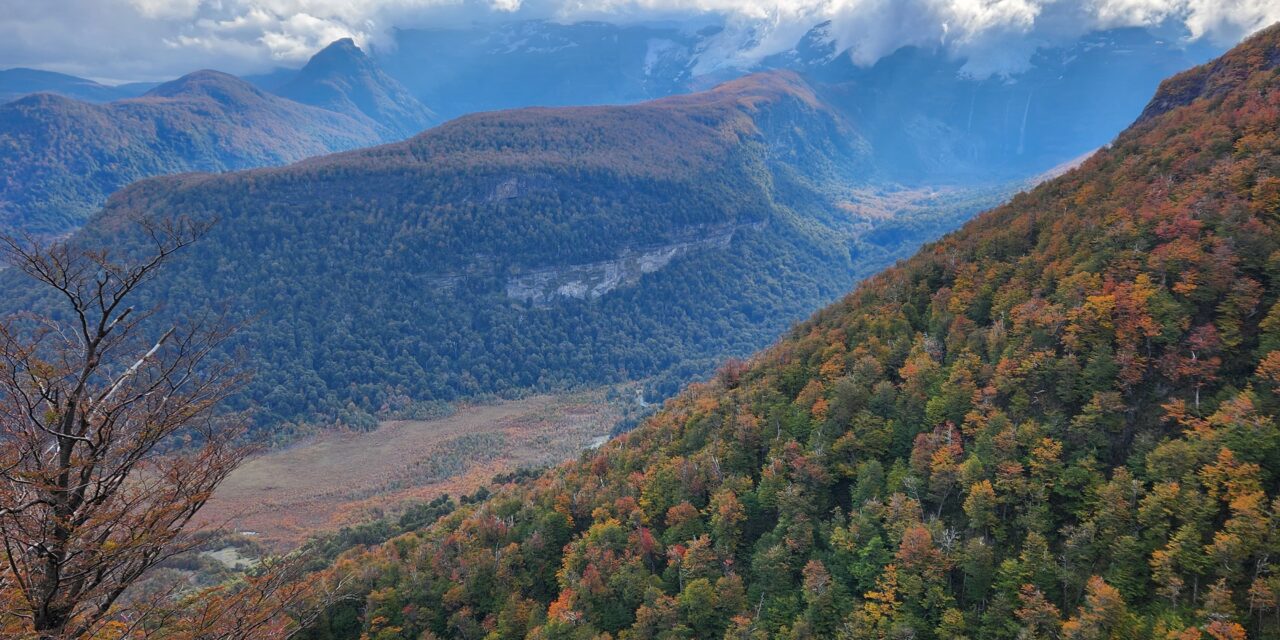 El calentamiento global, una amenaza para el bosque patagónico: el reloj circadiano de las lengas se altera cuando se eleva la temperatura